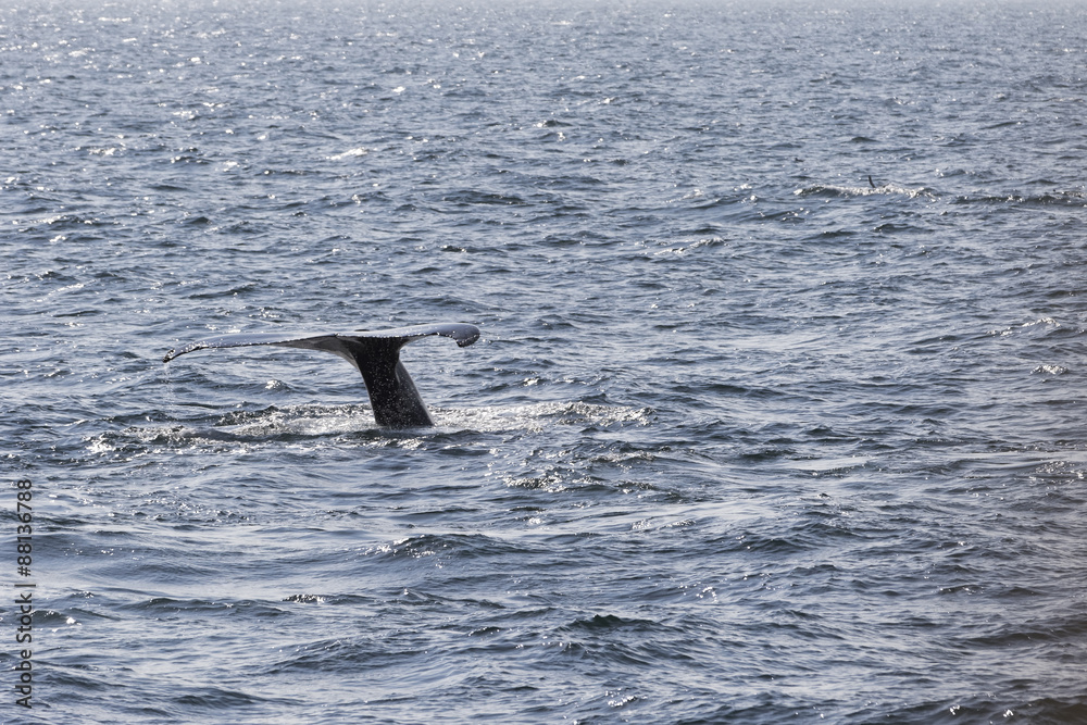 Naklejka premium Whale watching.