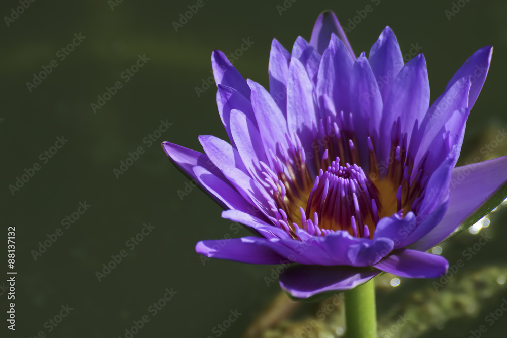 Thai lotus in public park in Thailand, Lilly flower. Thai lotus in public park in Thailand, Lilly flower.