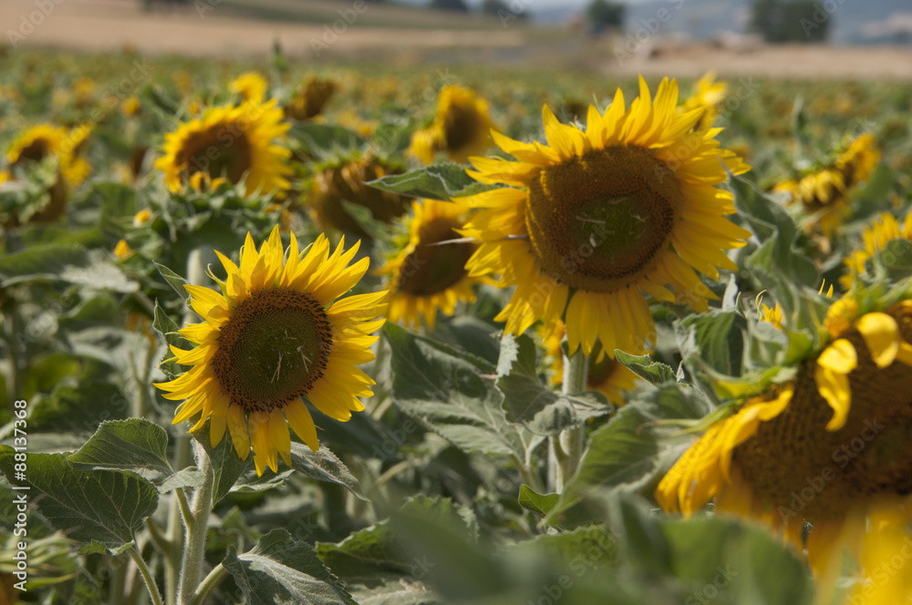Fototapeta premium Champ de tournesol