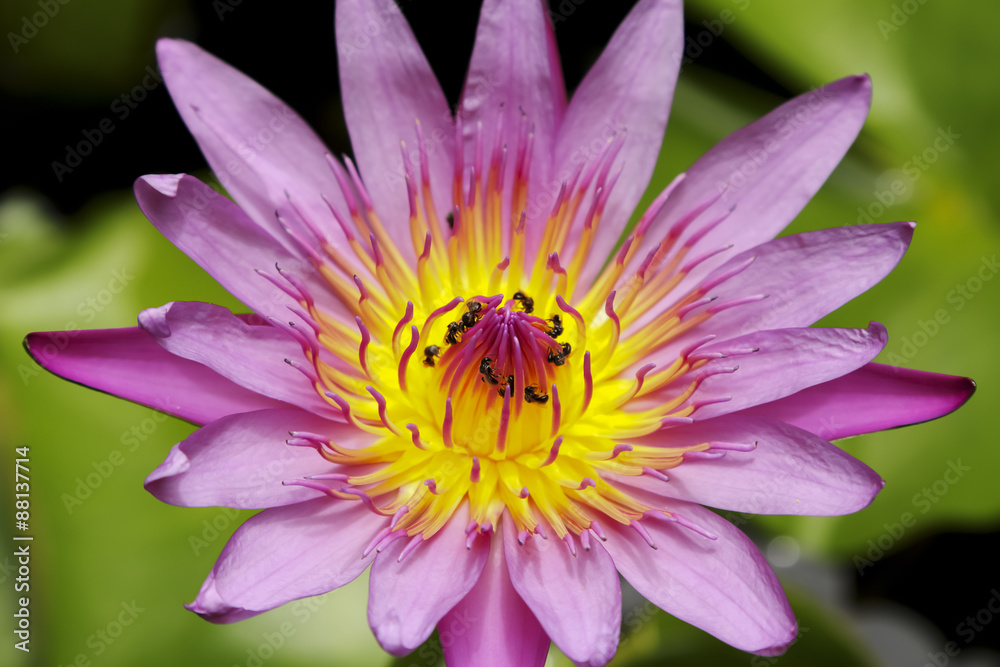 Thai lotus in public park in Thailand, Lilly flower. Thai lotus in public park in Thailand, Lilly flower.