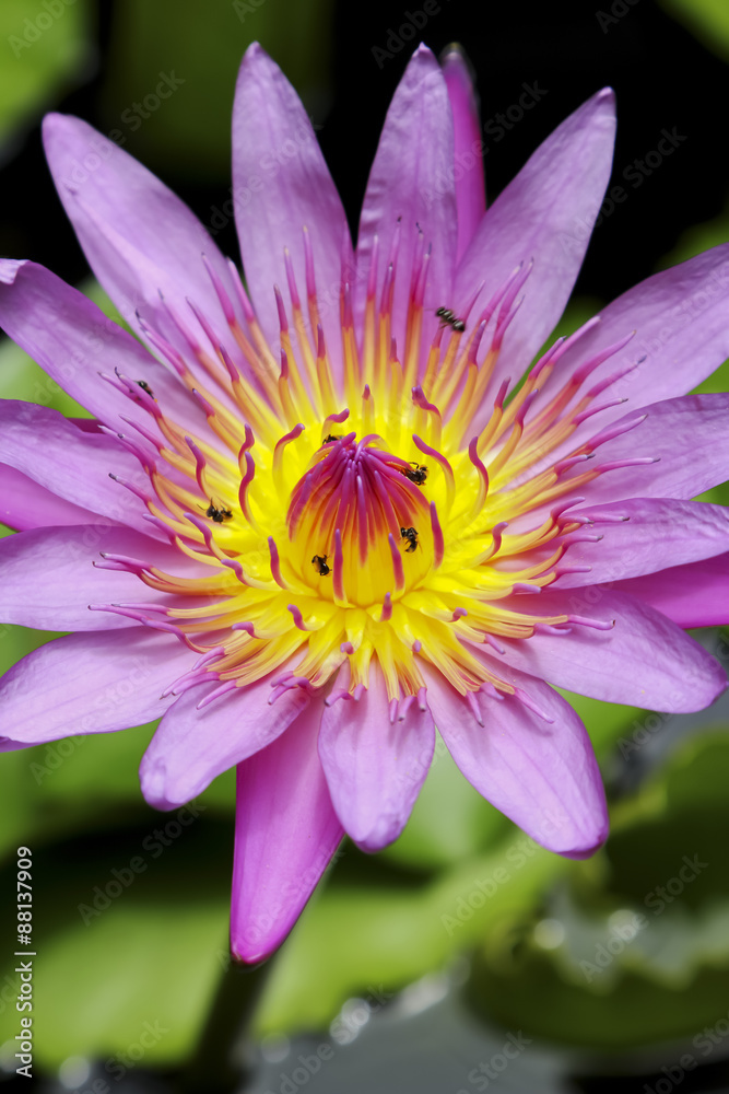 Thai lotus in public park in Thailand, Lilly flower. Thai lotus in public park in Thailand, Lilly flower.