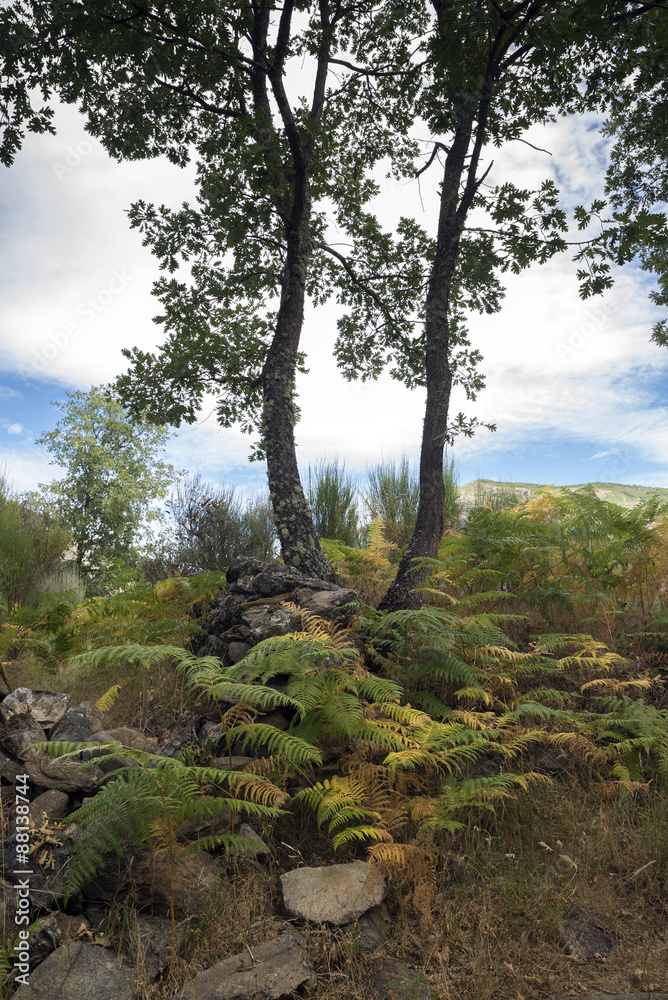 landscape landscape