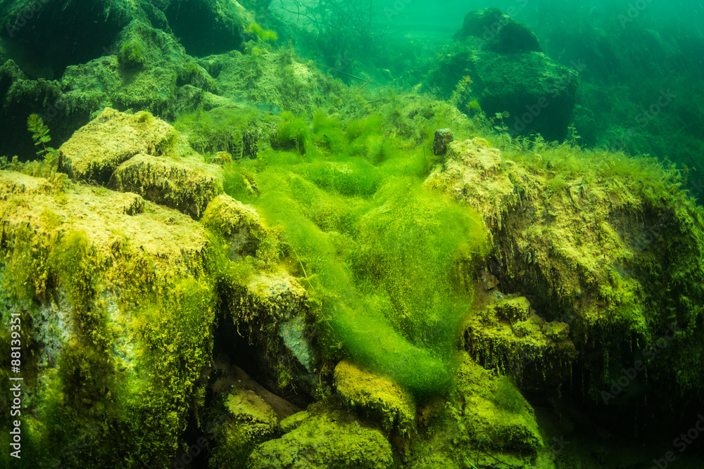 Obraz premium Underwater landscape