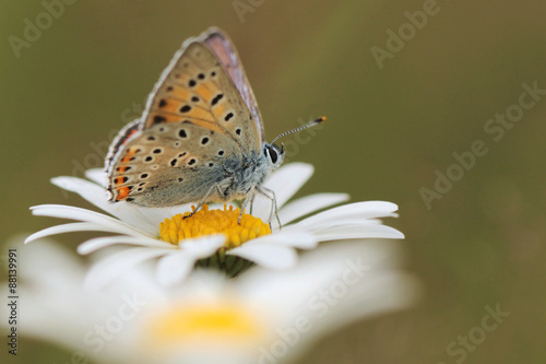 Chamomile flower © butterfly-photos.org