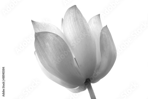 lotus isolated on white background