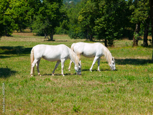 Lipizzaner horses