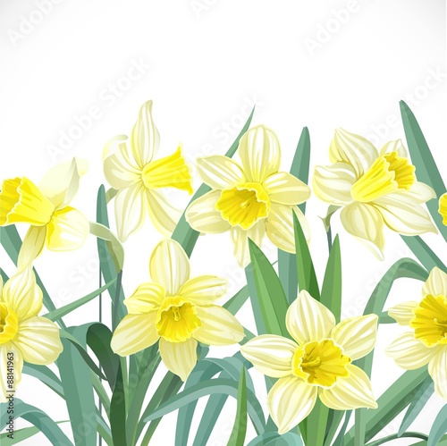 Lush yellow narcissus seamless background