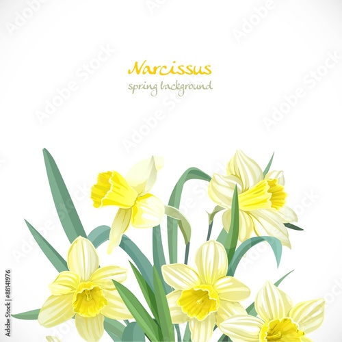 Fototapeta Naklejka Na Ścianę i Meble -  Narcissus spring background