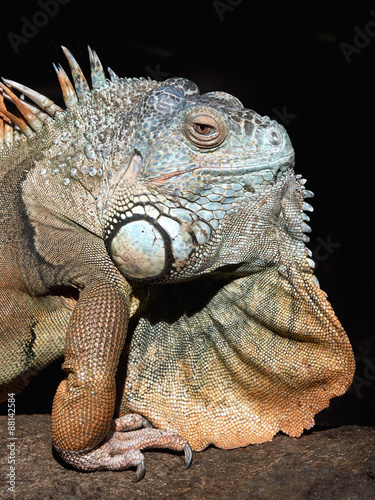 Green iguana  Iguana iguana 