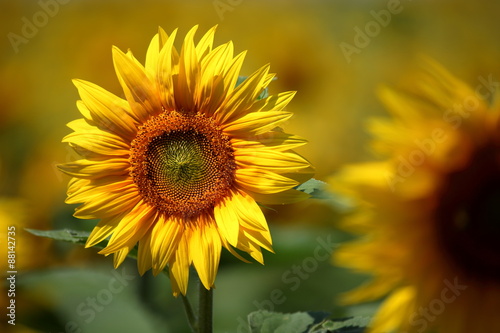 Fototapeta Naklejka Na Ścianę i Meble -  Sonnenblumen