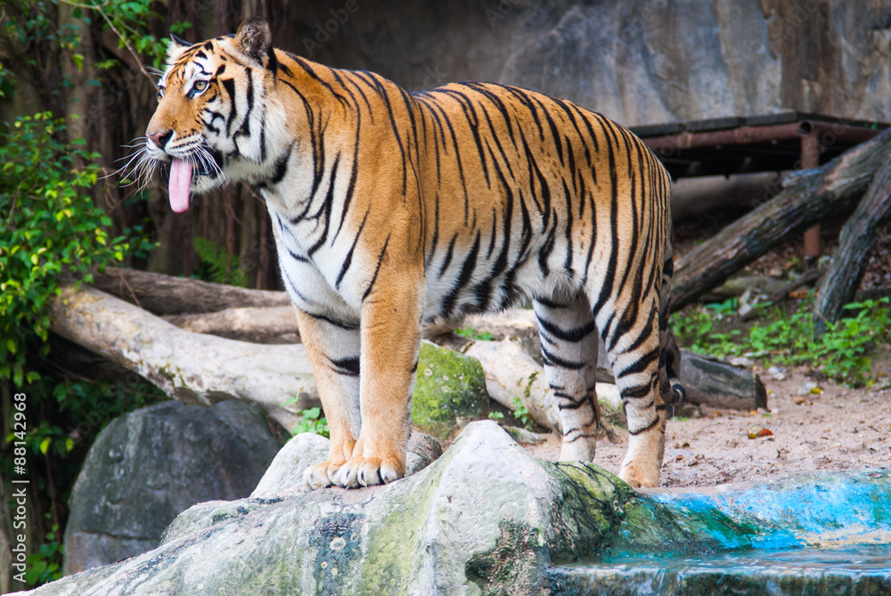 Obraz premium tiger in zoo