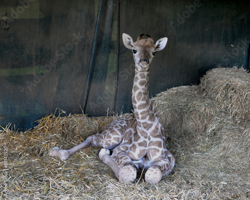 Giraffe baby. South Africa. photo