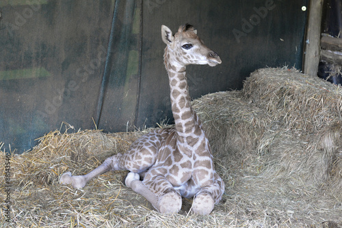 Giraffe baby. South Africa.