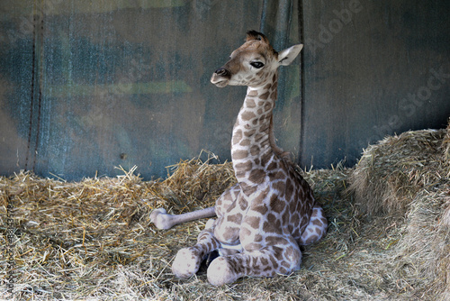 Giraffe baby. South Africa. photo