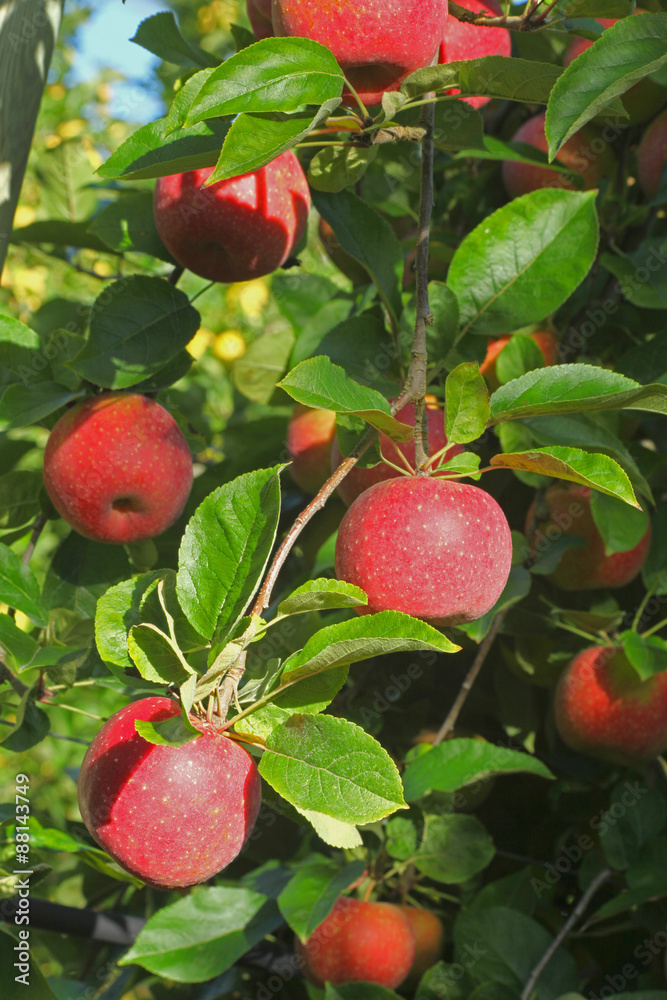 Pommier Pommier