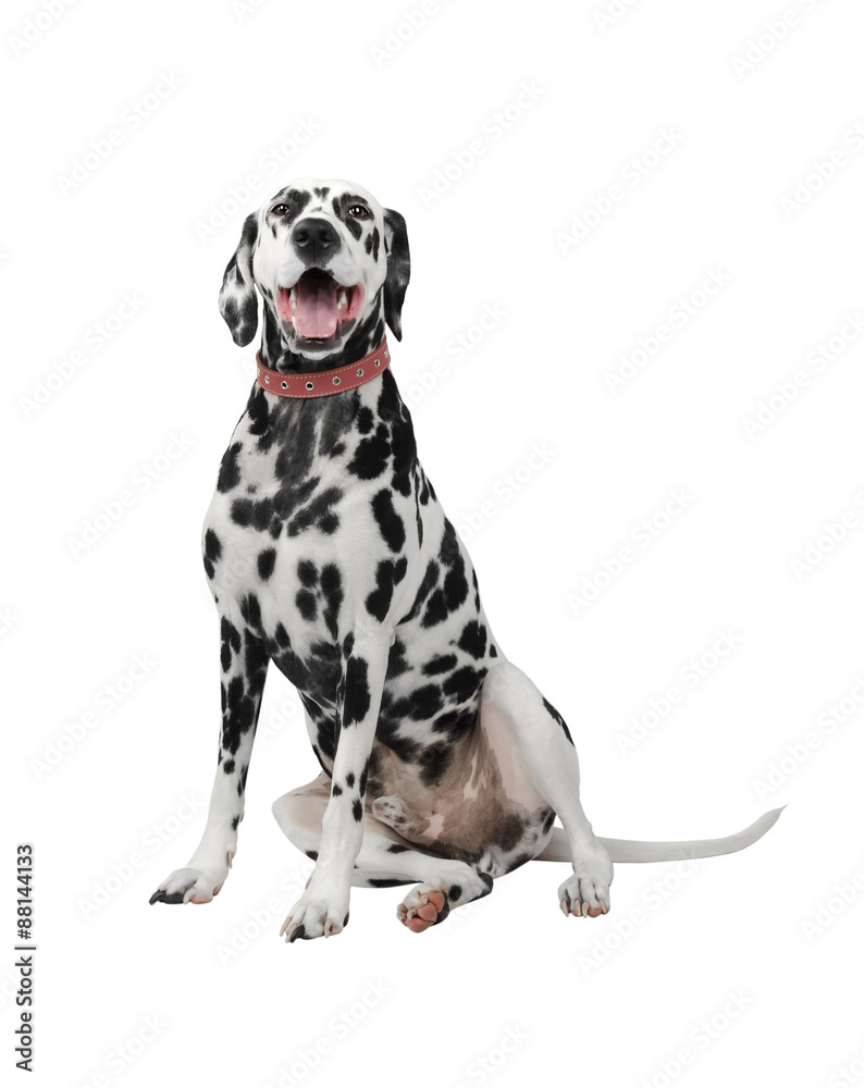 Dalmatian dog sitting photo isolate