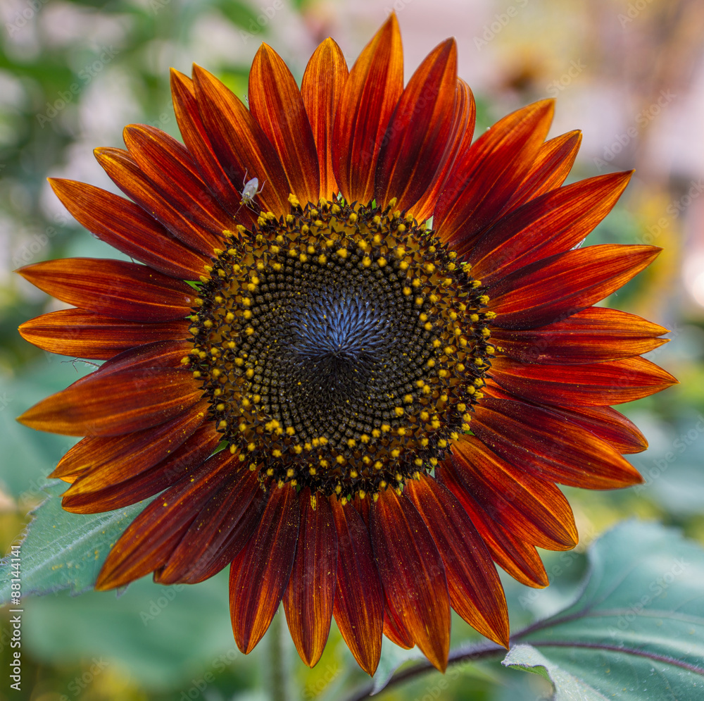 Fototapeta premium Red sunflower