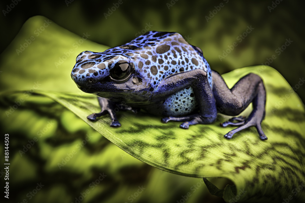 Naklejka premium niebieska trucizna dart żaba amazoński las deszczowy