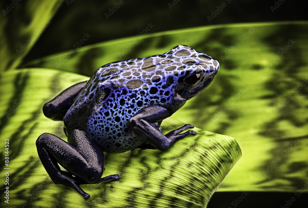 Fototapeta premium blue poison dart frog