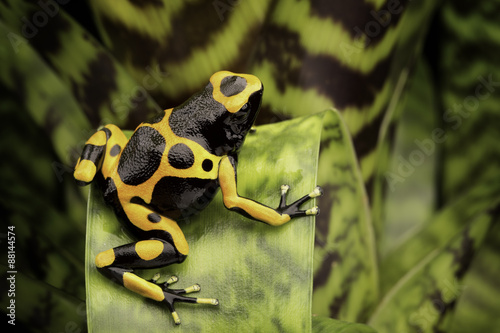 Yellow banded poison dart frog