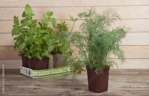 Dill in a pot and other spicy plants in the background.