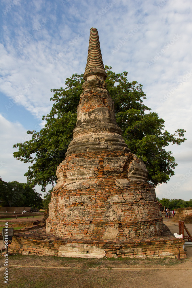 Tree behind pagoda