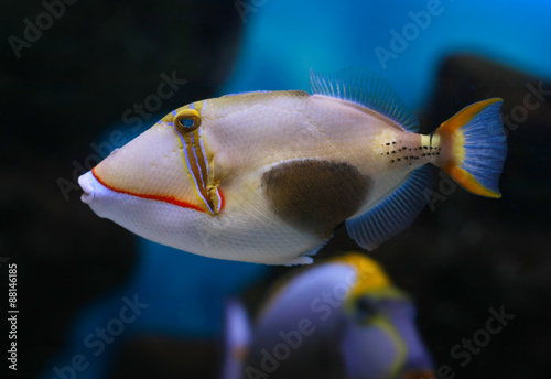 Rhinecanthus verrucosus