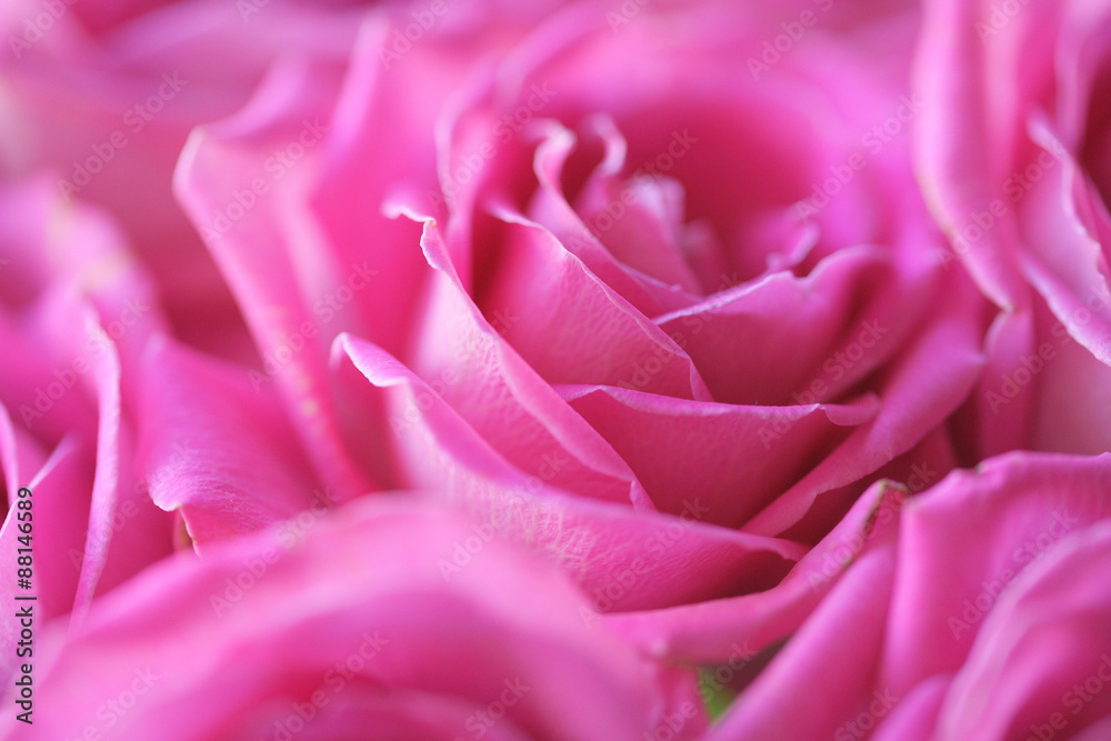 Букет розовых роз крупным планом