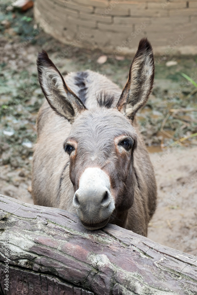 gray donkey in the stall