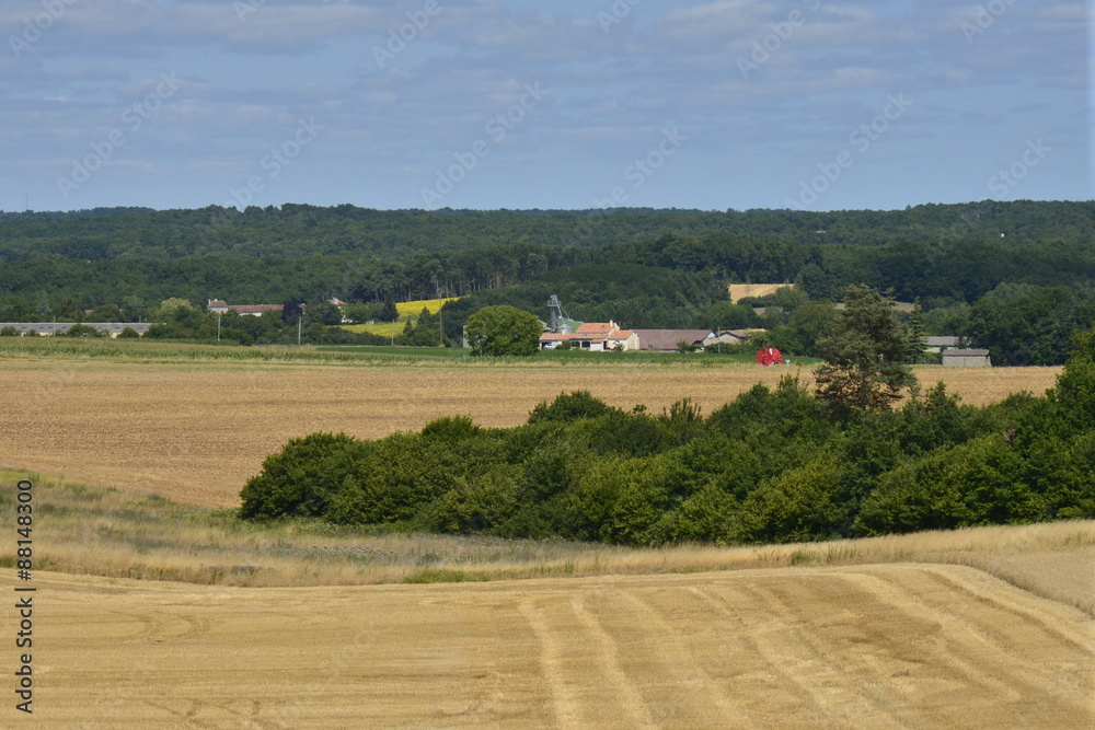 Bout de bois contrastant avec le jaune des champs environnants au Périgord Vert