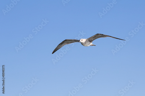 Seagull flying among blue sky