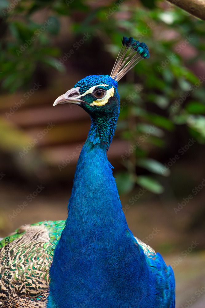 Obraz premium portrait of peacock in nature
