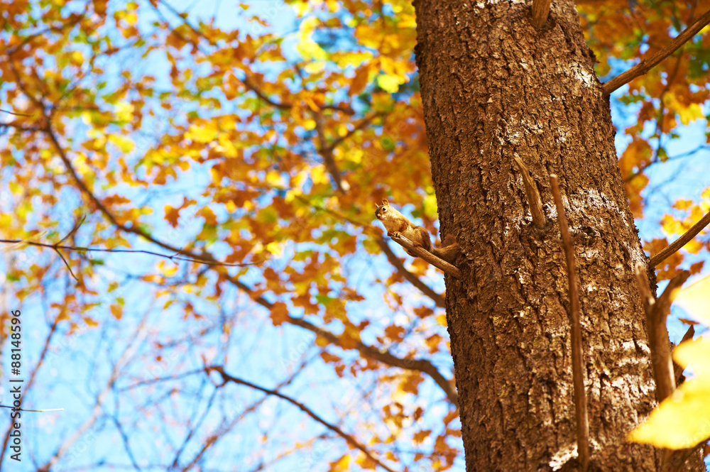 Autumn scene Autumn scene