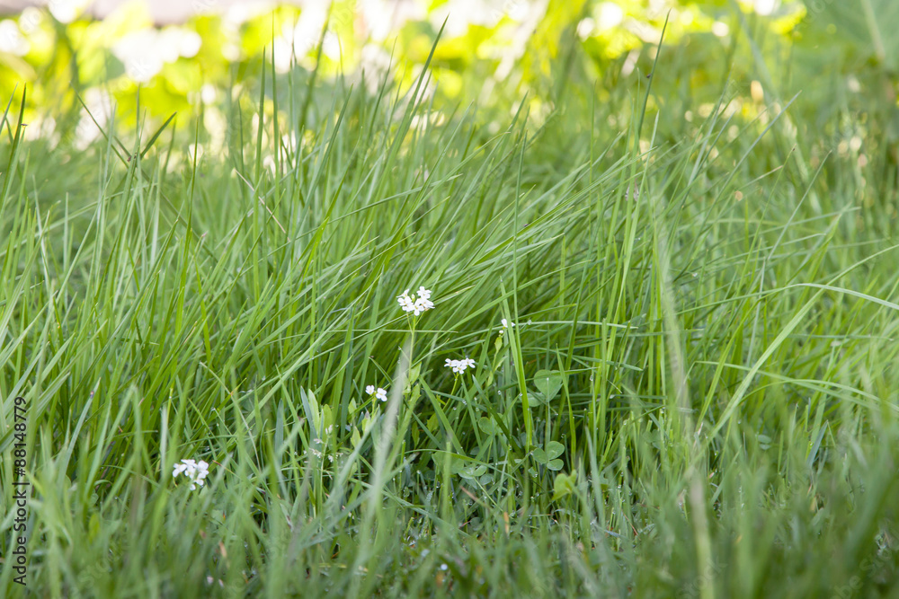 Green Grass Close Up Details Green Grass Close Up Details