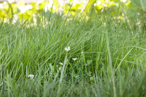 Green Grass Close Up Details