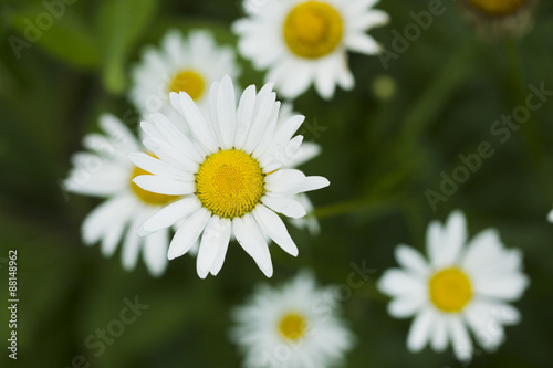 Chamomile flowers.