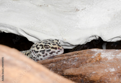 Leopardgecko wartet auf Fütterung photo