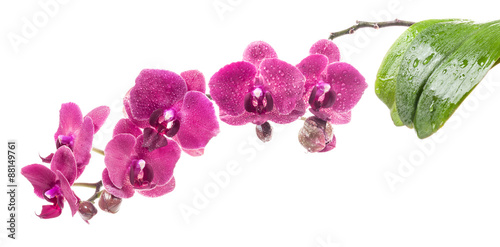 Fototapeta Naklejka Na Ścianę i Meble -  Orchid flowers isolated on white background