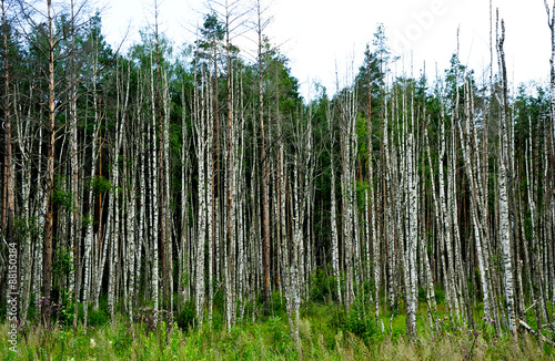 Birkenwald  Puhata Nationalpark   Estland