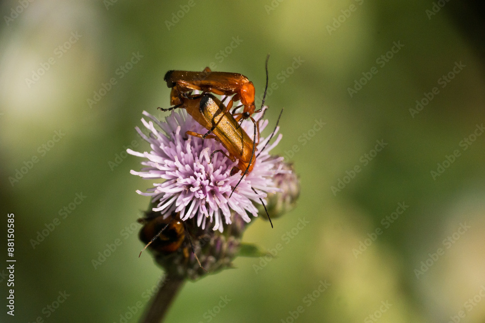 Soldatenkäfer auf einer Distelblüte bei der Paarung Soldatenkäfer auf einer Distelblüte bei der Paarung