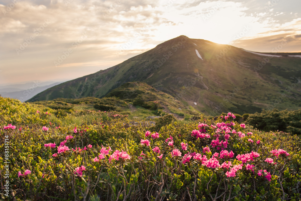 Beautiful mountain landscape with rhododendron flowers on sunset
