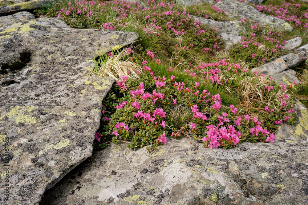 Close up of pink rhododendron flowers between stones
