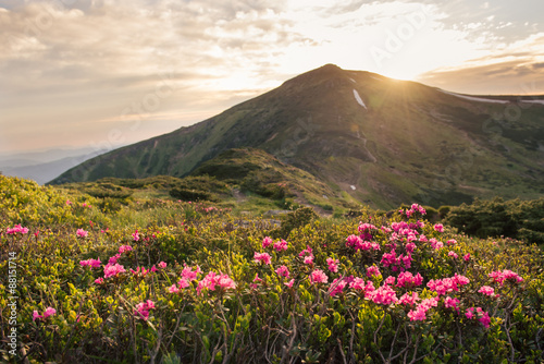 Beautiful mountain landscape with rhododendron flowers on sunset
