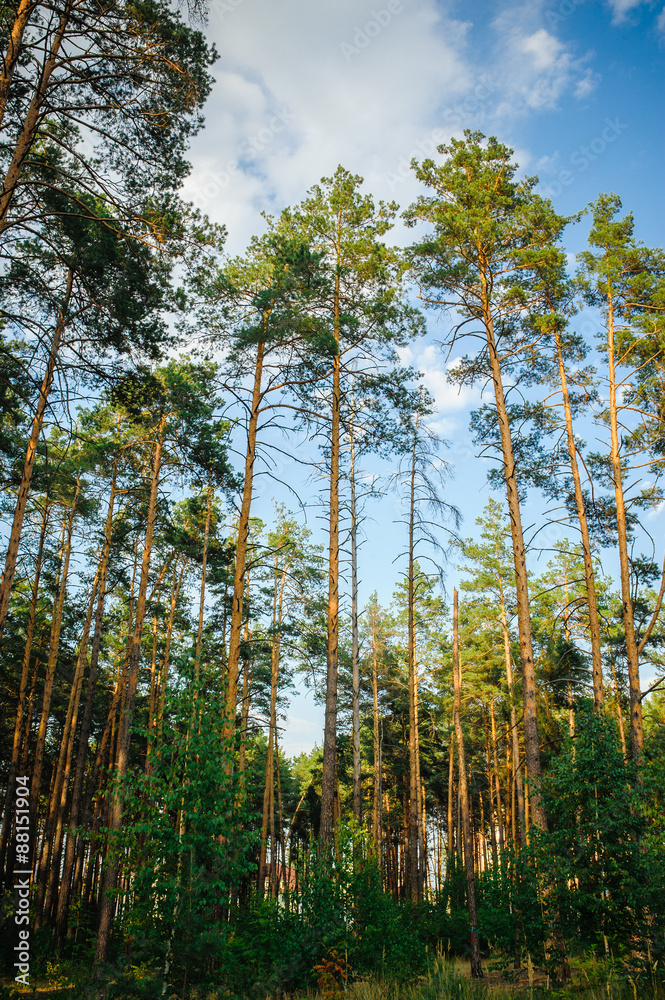 Beautiful autumn forest Beautiful autumn forest
