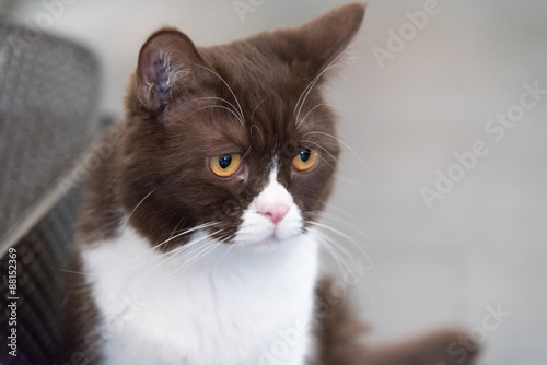 Portrait of a cat looking at the camera with cranky look