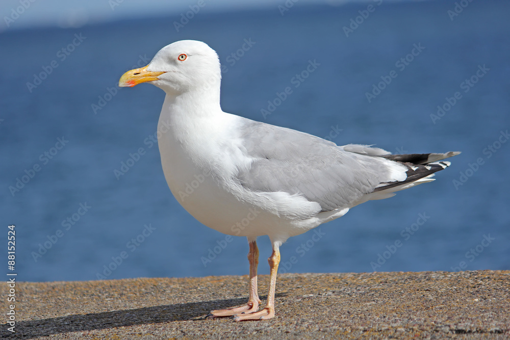 Large Herring Gull in profile against the sea Large Herring Gull in profile against the sea