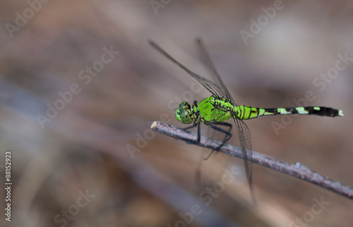Green bug © Guy Sagi