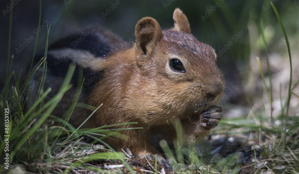 A golden mantled ground squirrel in an Oregon forest A golden mantled ground squirrel in an Oregon forest