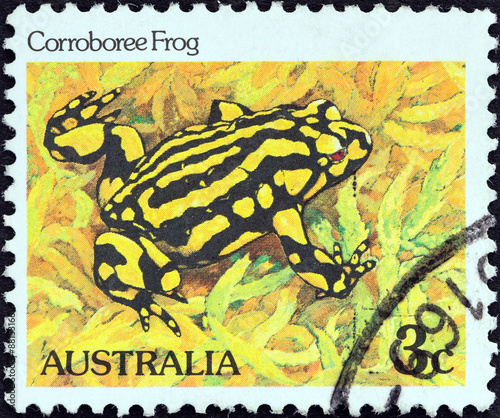 Corroboree frog (Australia 1981) photo