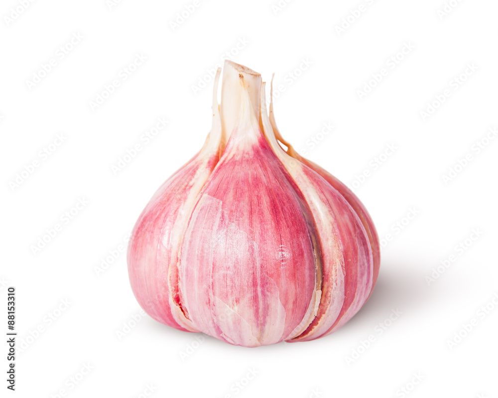 Young fresh whole head of garlic